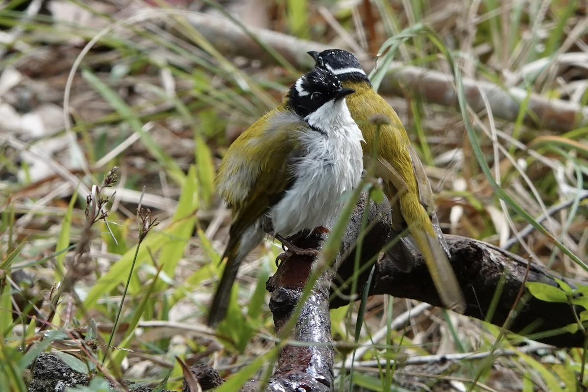 White-throated Honeyeater - ML638309069