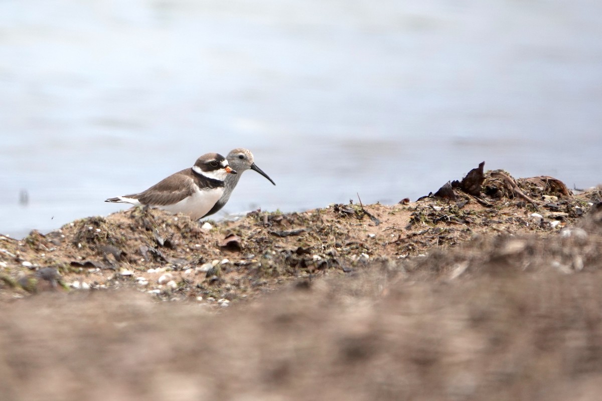 Semipalmated Plover - ML638309071