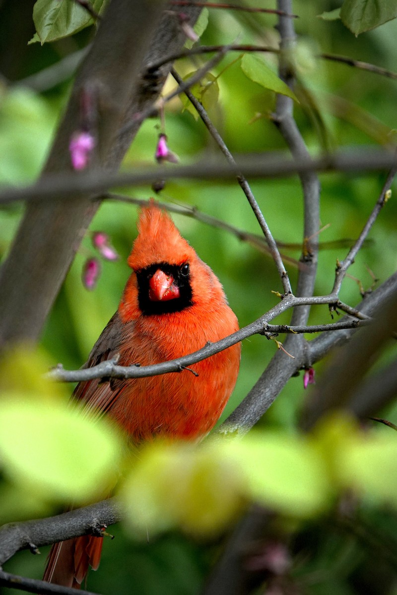Northern Cardinal - ML638309076