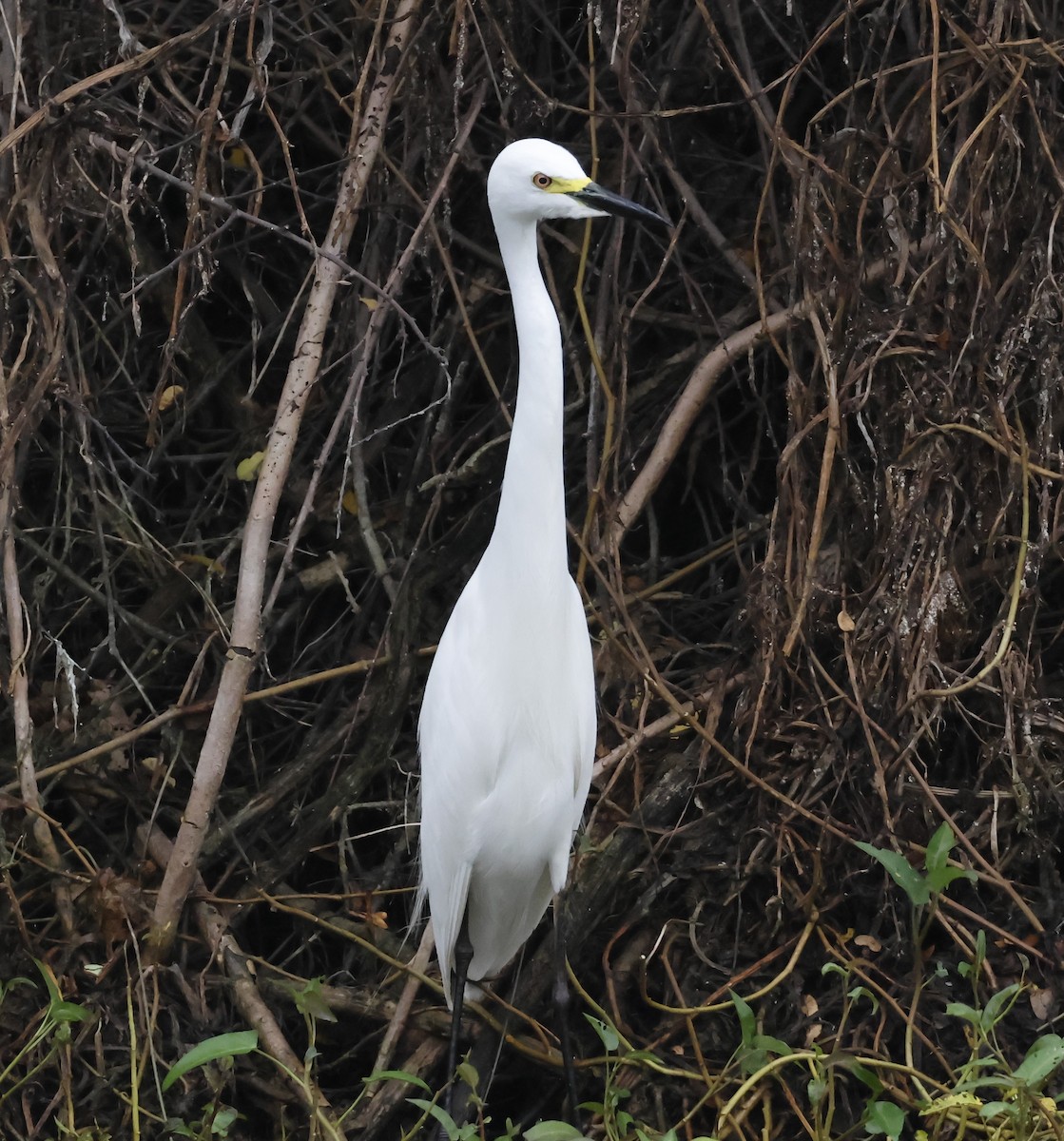 チュウサギ - ML638309078