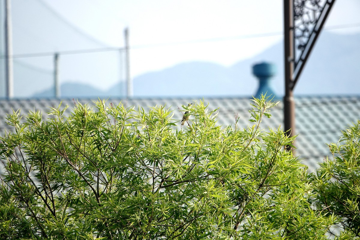 コムクドリ - ML638309079