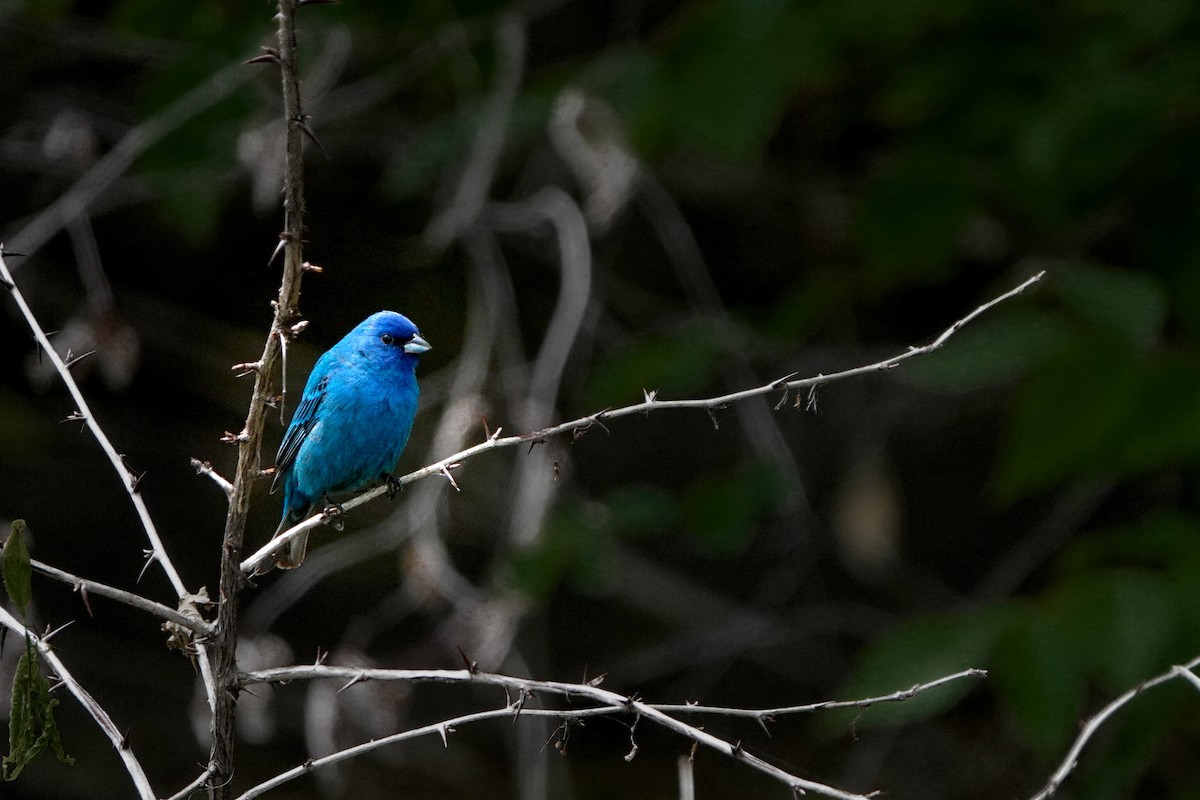 Indigo Bunting - ML638309081