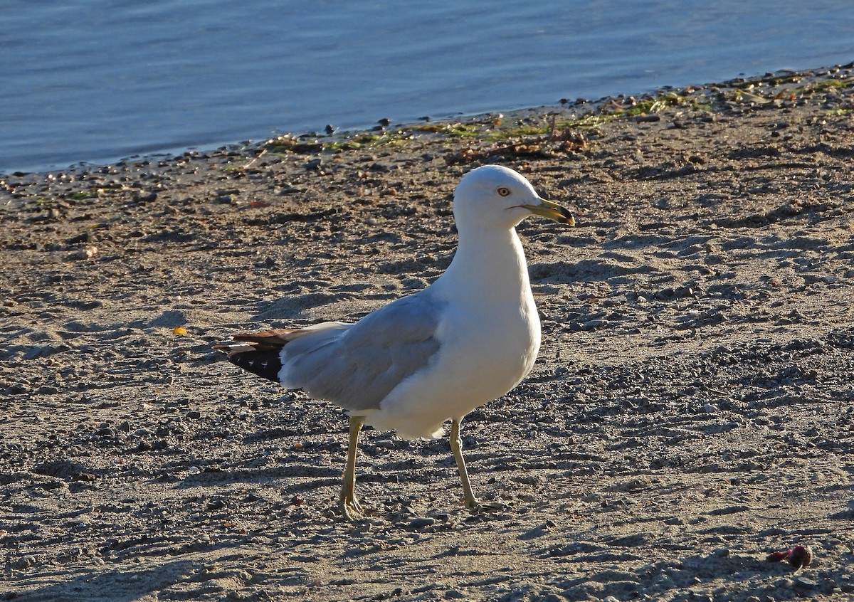 クロワカモメ - ML638309083