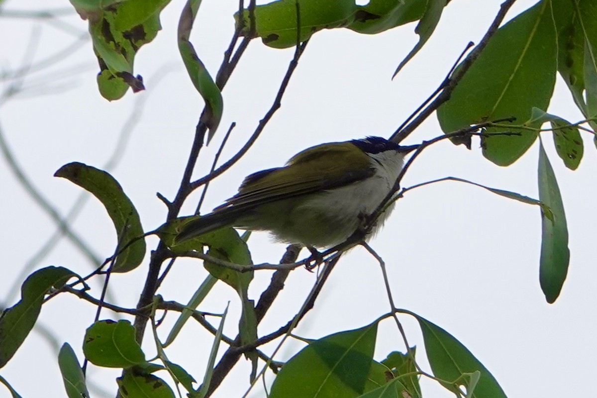 White-throated Honeyeater - ML638309090