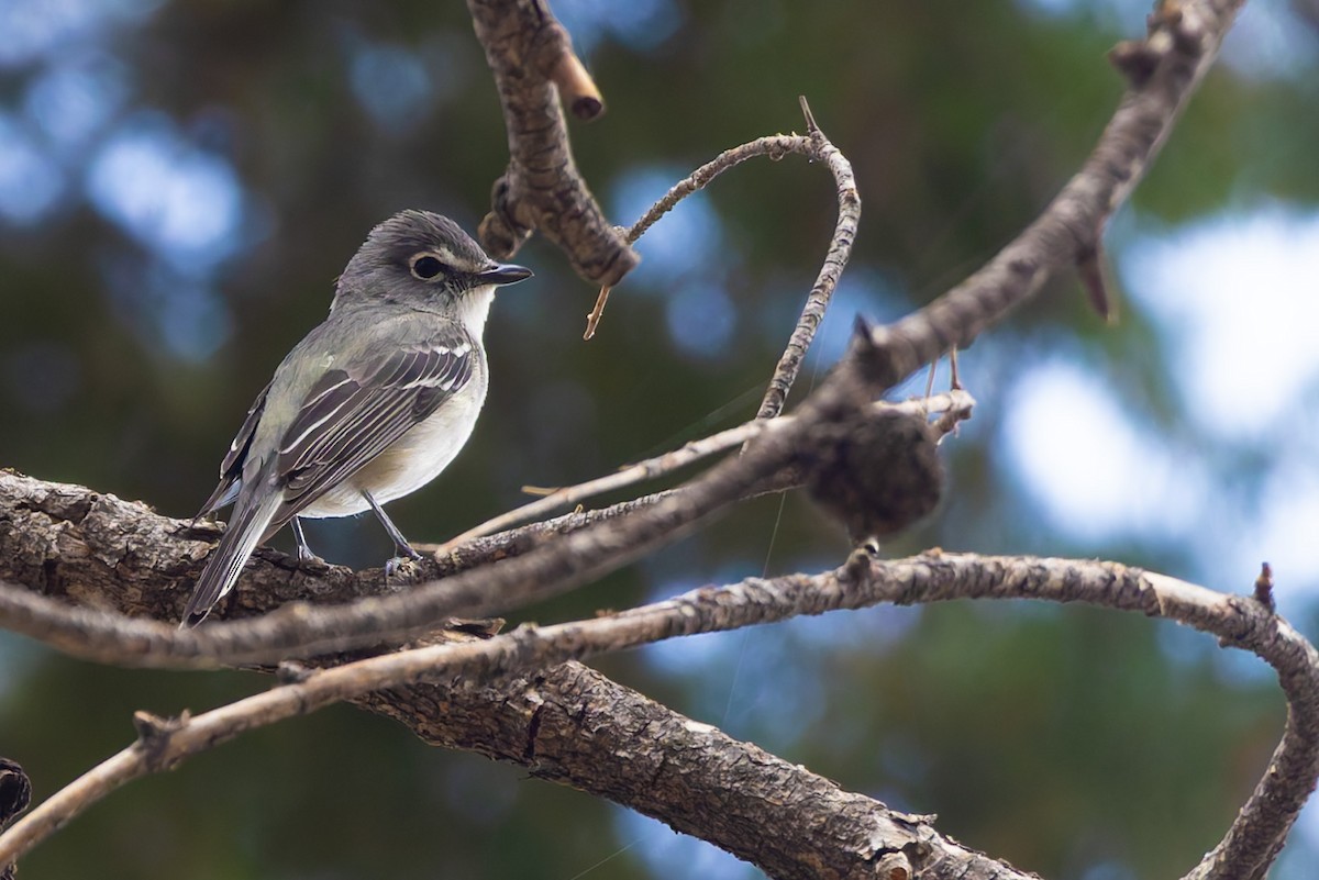 Plumbeous Vireo - ML638309099