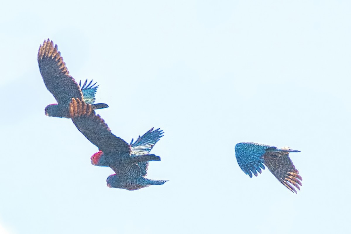 Cacatúa Gangang - ML638309102