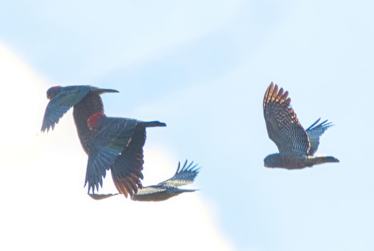 Cacatúa Gangang - ML638309103