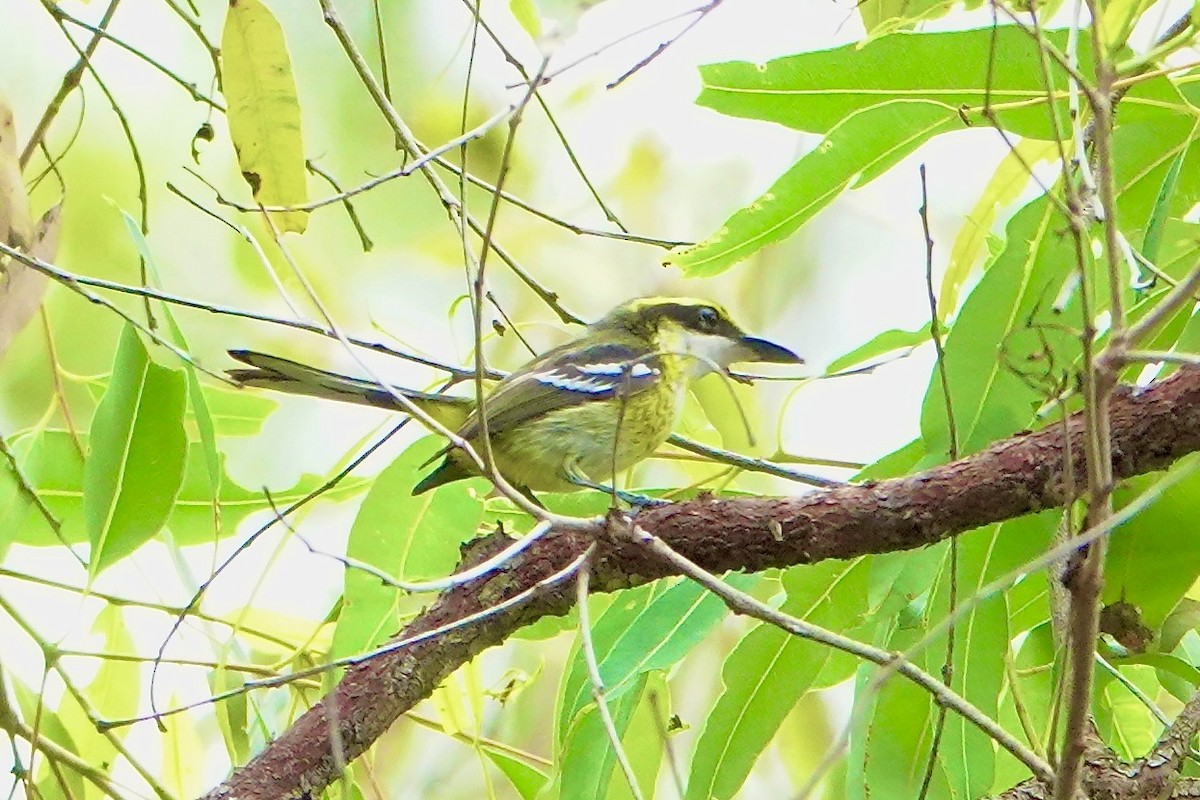 Monarca Piquiplano Pechiamarillo - ML638309106