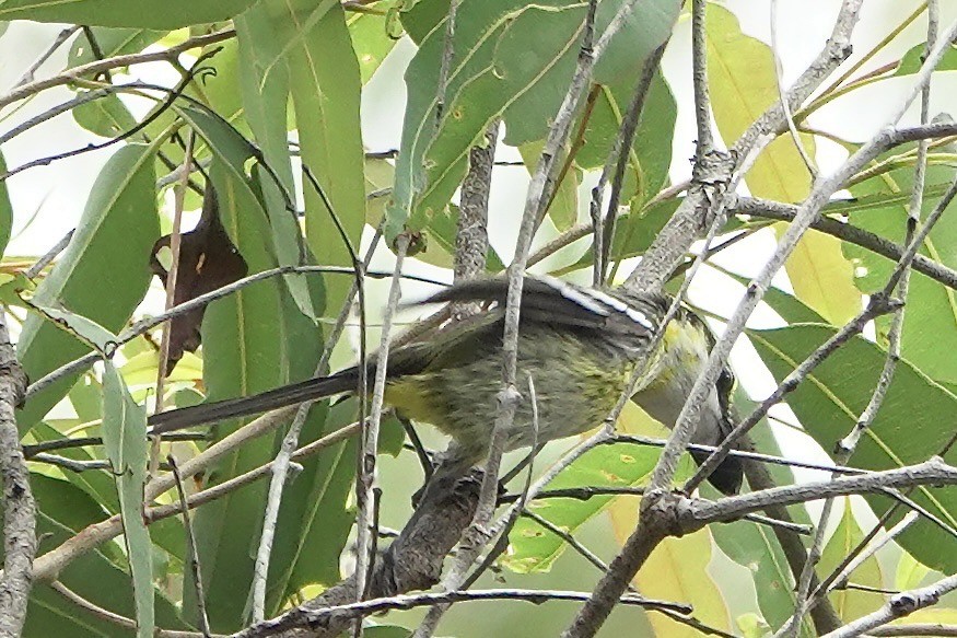 Monarca Piquiplano Pechiamarillo - ML638309111
