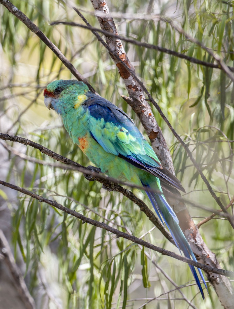Perico de Port Lincoln - ML638309112