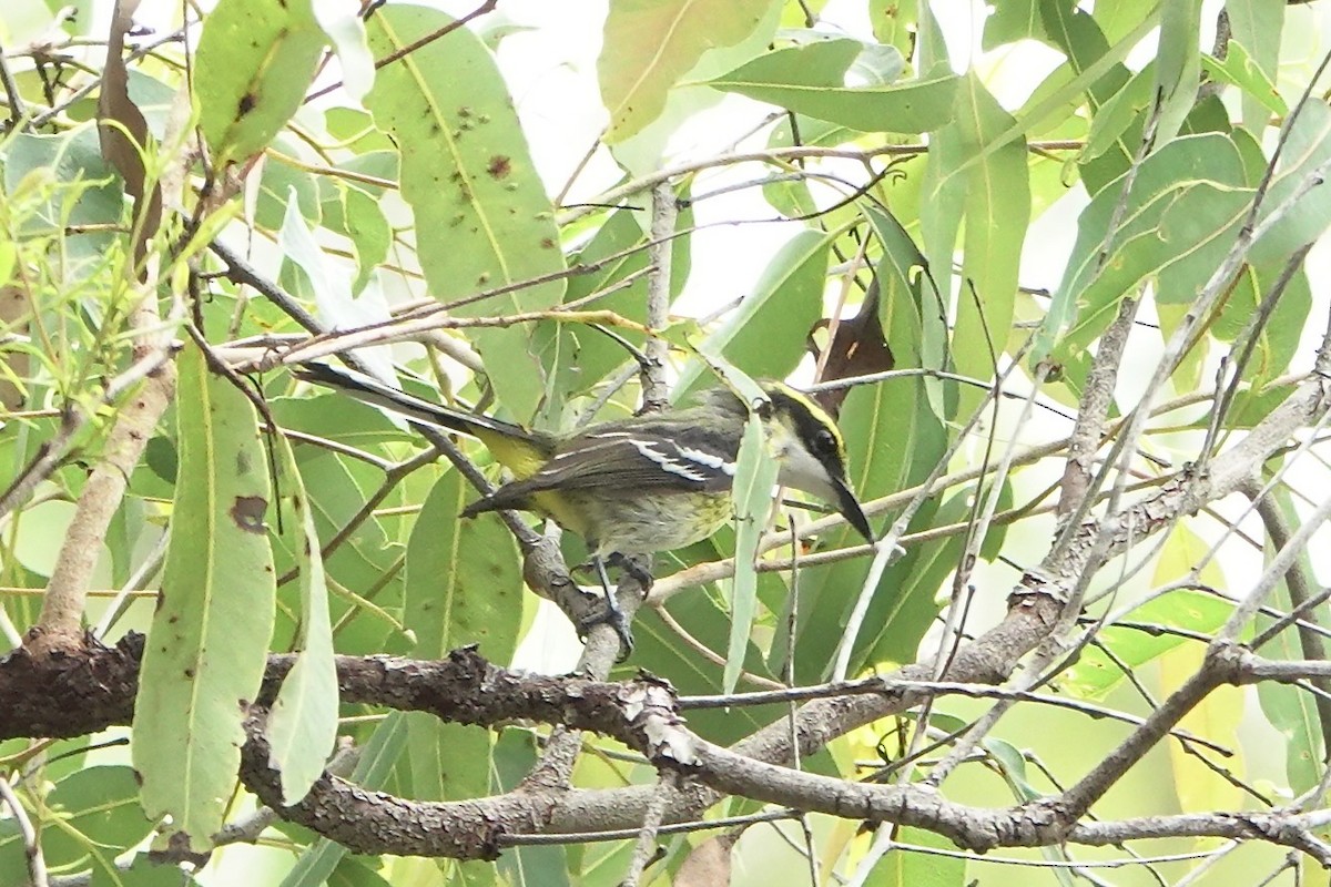 Monarca Piquiplano Pechiamarillo - ML638309113