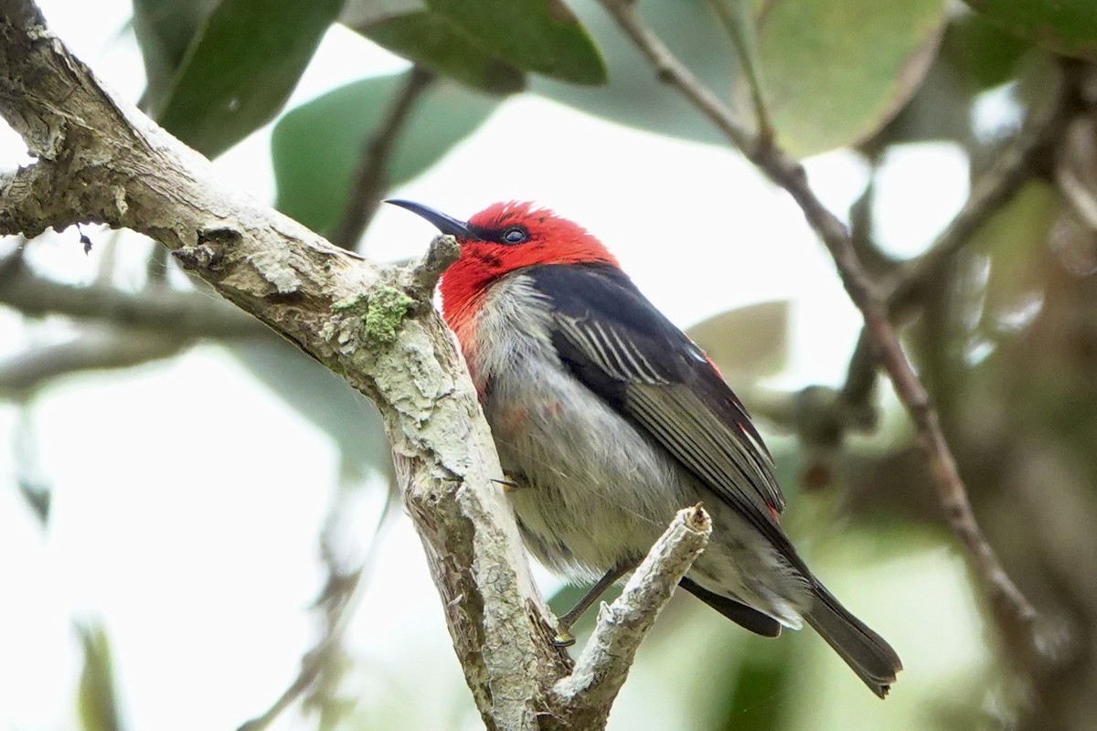 Mielero Escarlata - ML638309119