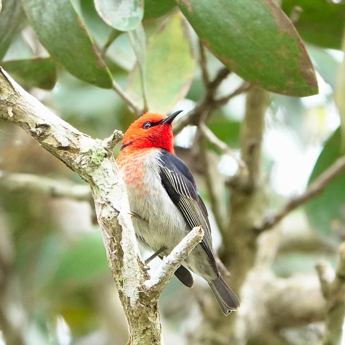 Mielero Escarlata - ML638309120