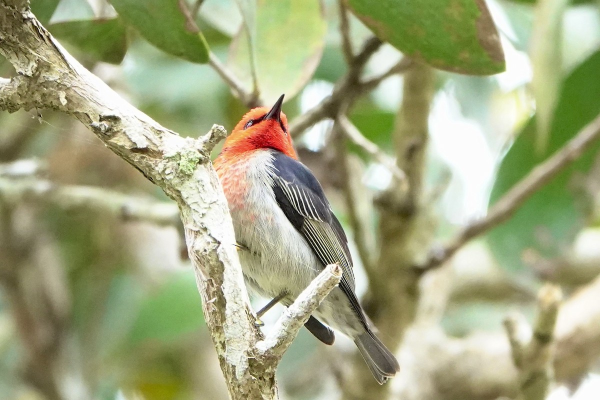 Mielero Escarlata - ML638309122