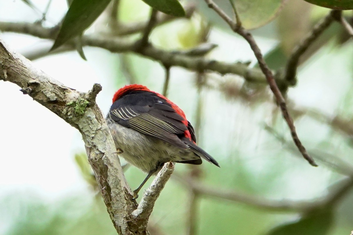 Mielero Escarlata - ML638309124