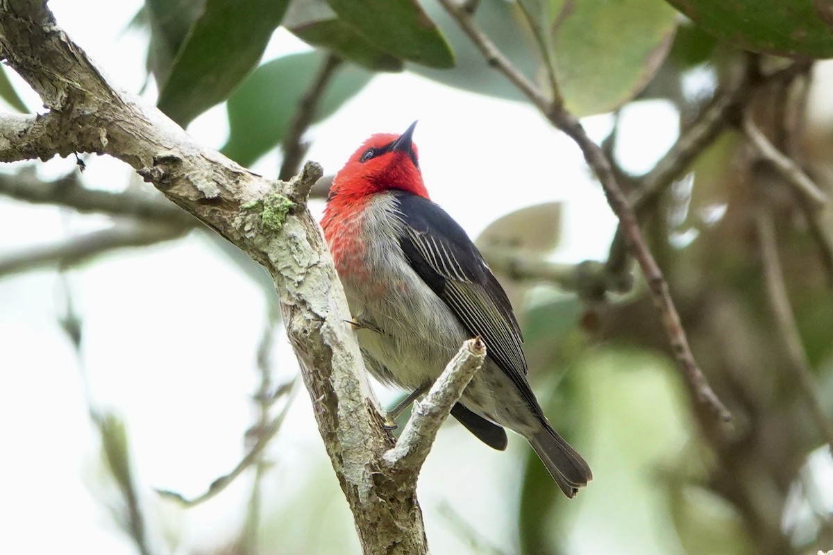 Mielero Escarlata - ML638309126