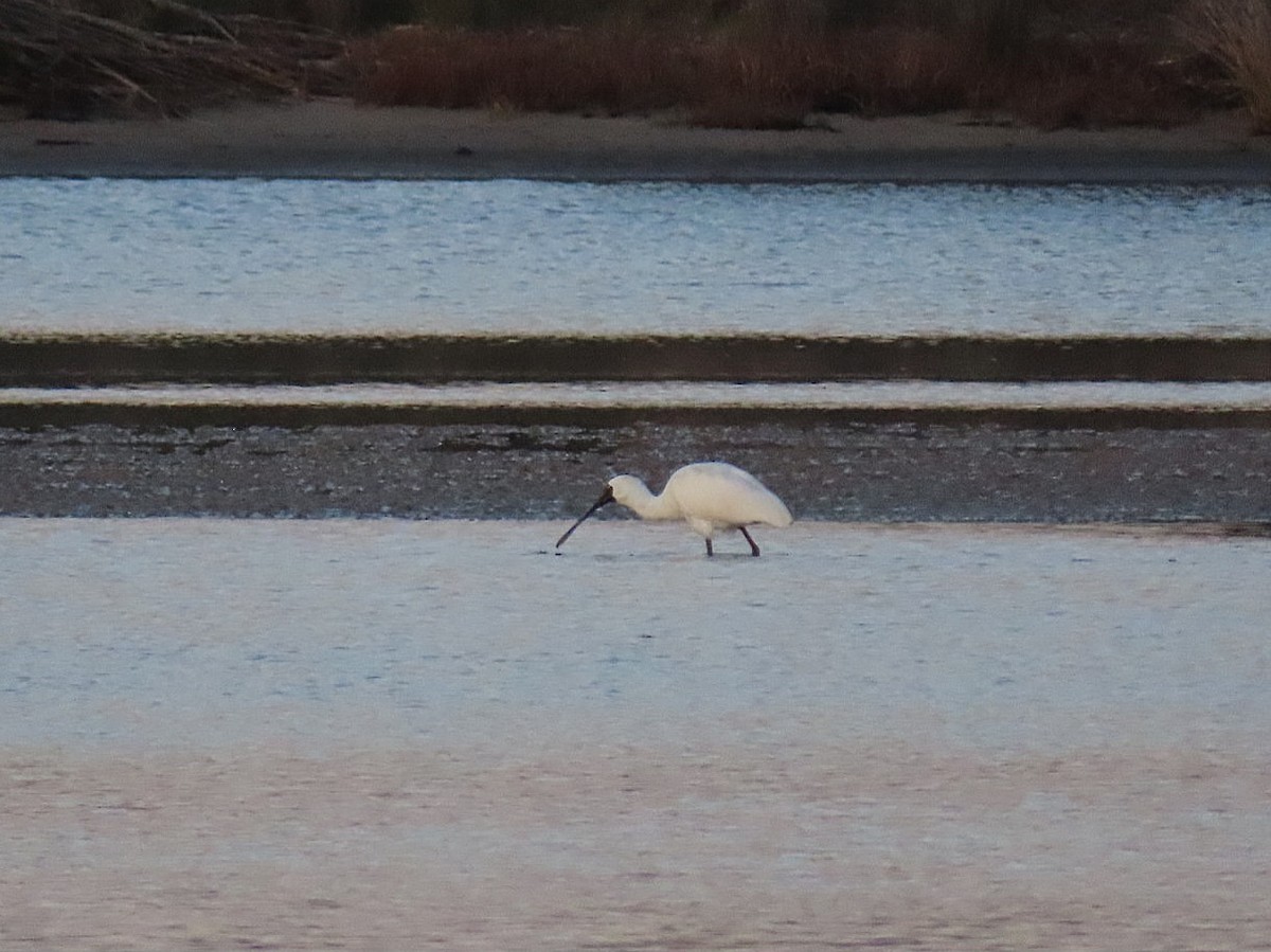 Royal Spoonbill - ML638309132