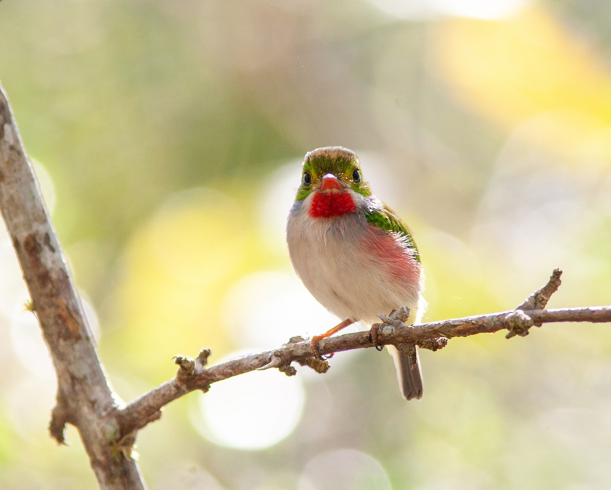 Cuban Tody - ML638309134