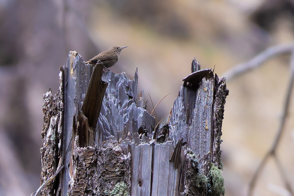 Northern House Wren - ML638309135