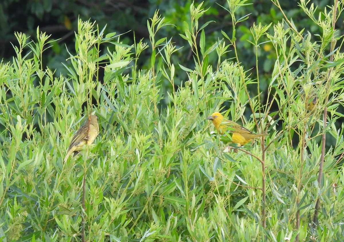 Cape Weaver - ML638309137