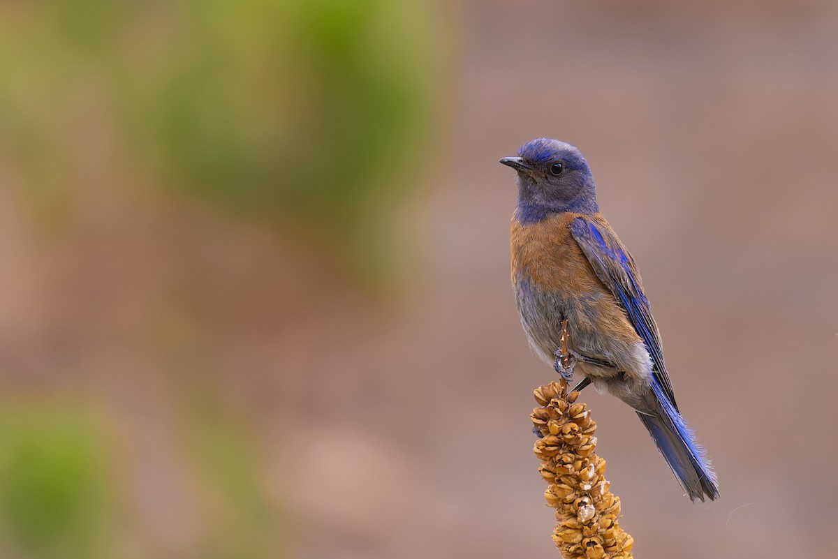 Western Bluebird - ML638309138