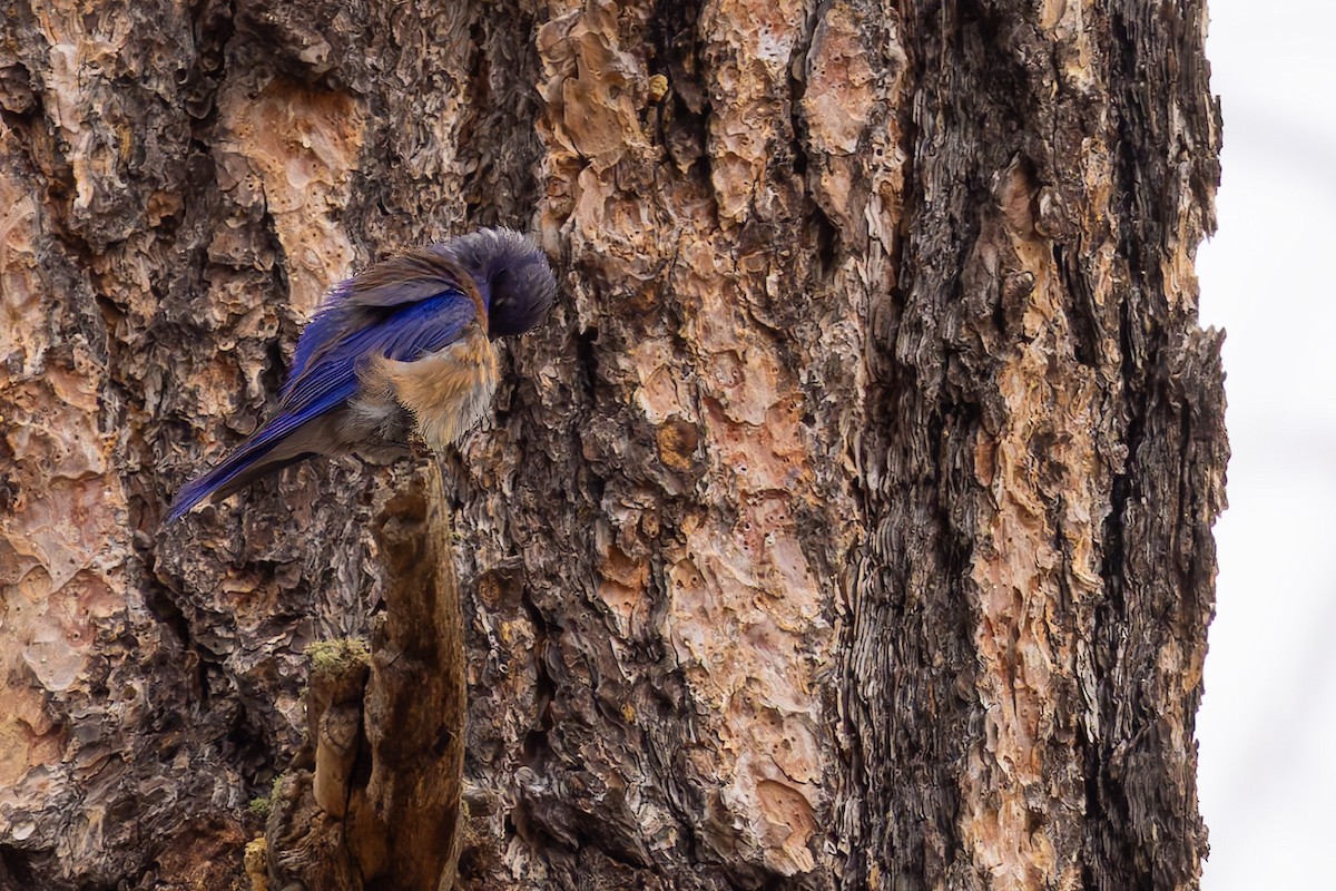 Western Bluebird - ML638309140