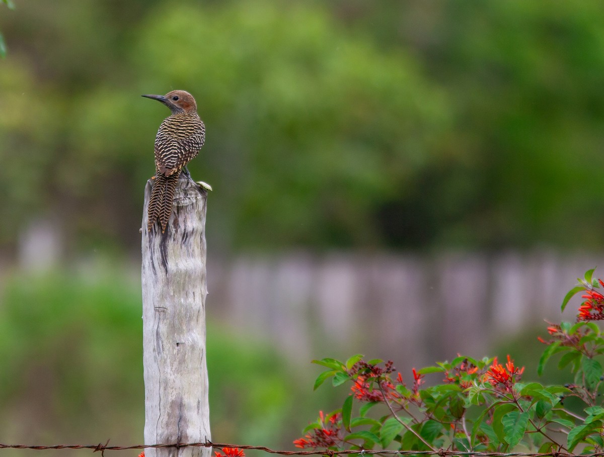 Fernandina's Flicker - ML638309141