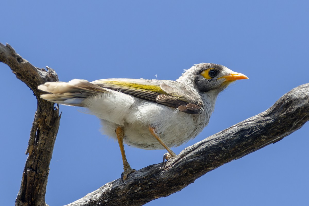 Noisy Miner - ML638309144