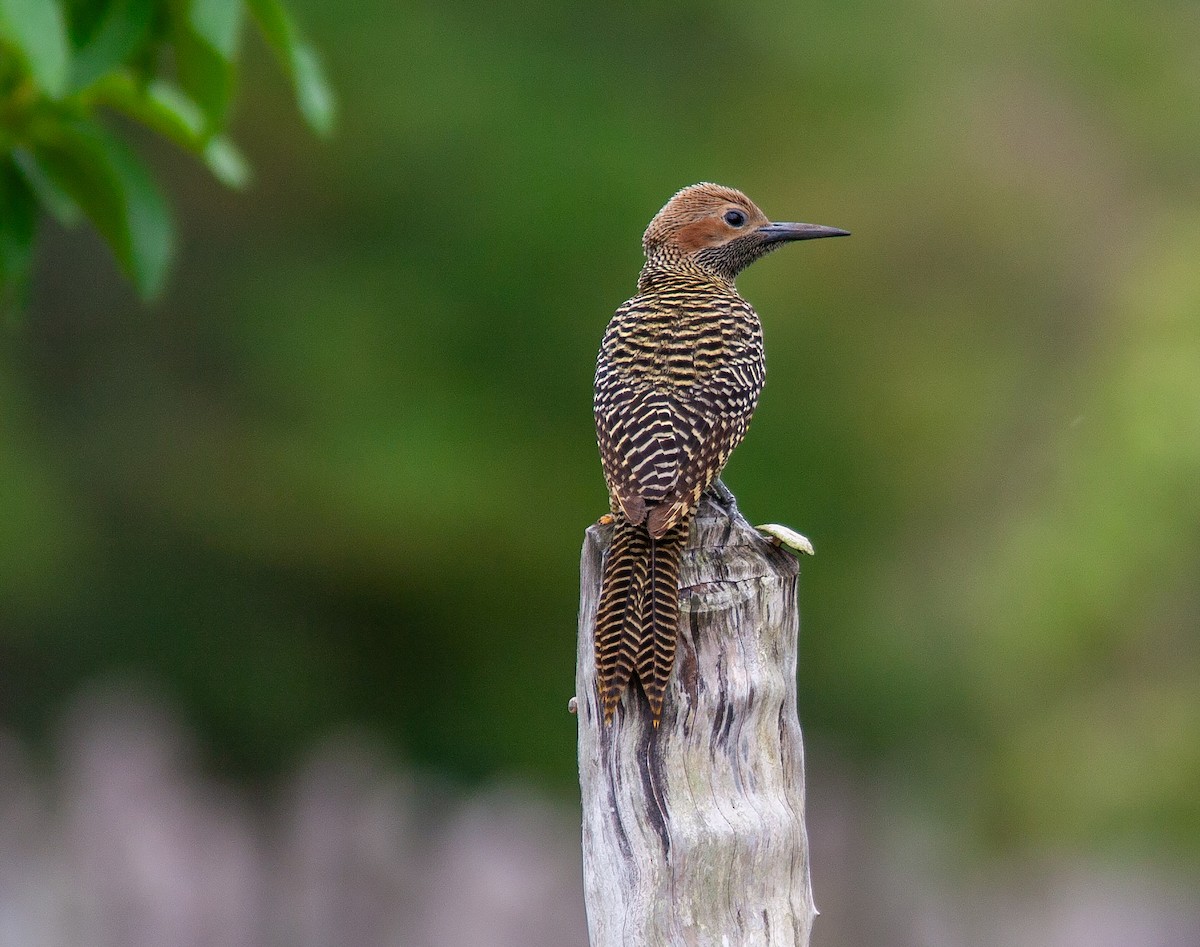Fernandina's Flicker - ML638309146