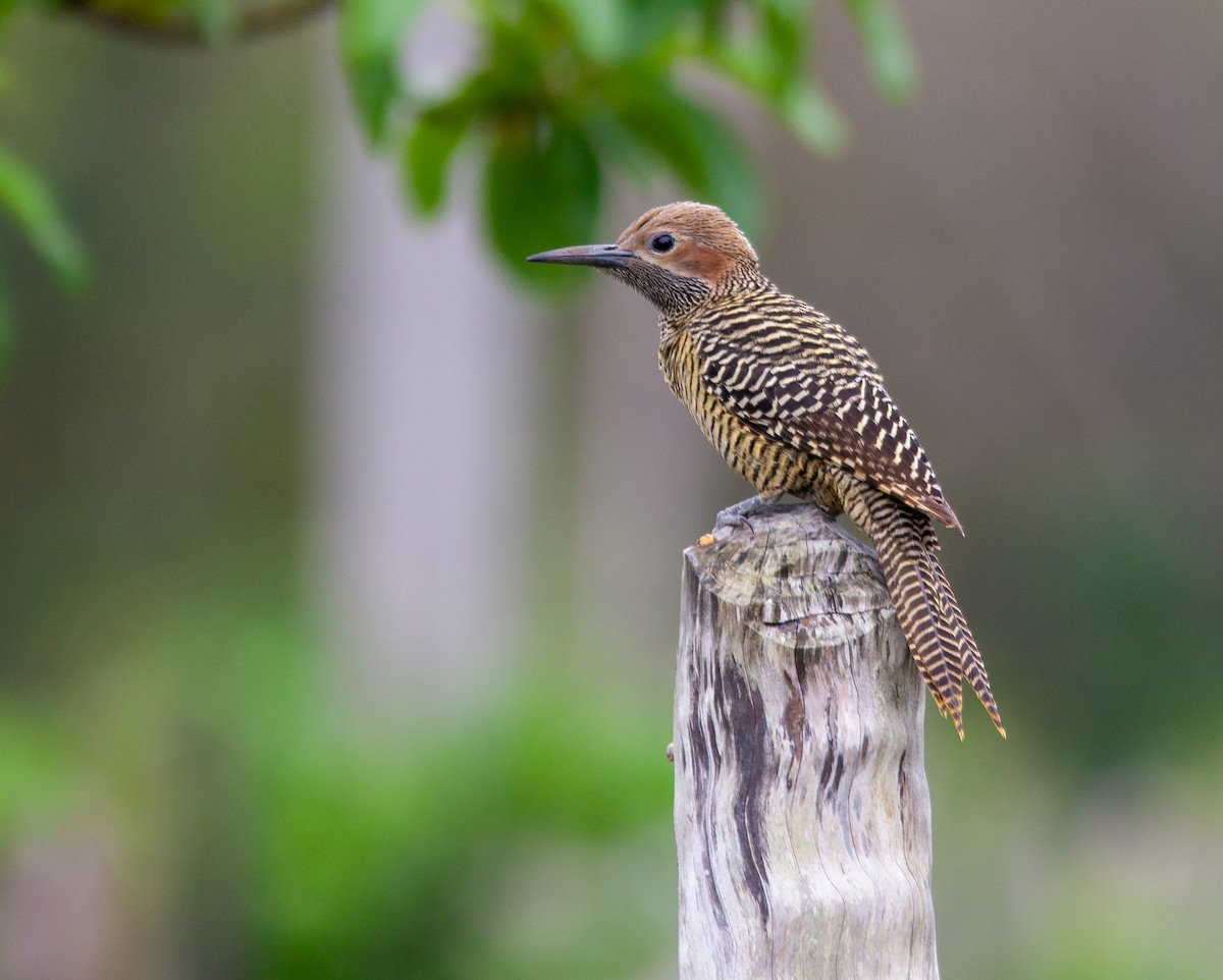 Fernandina's Flicker - ML638309147