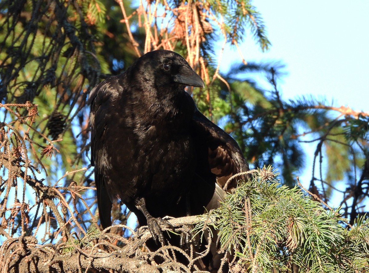 American Crow - ML638309148