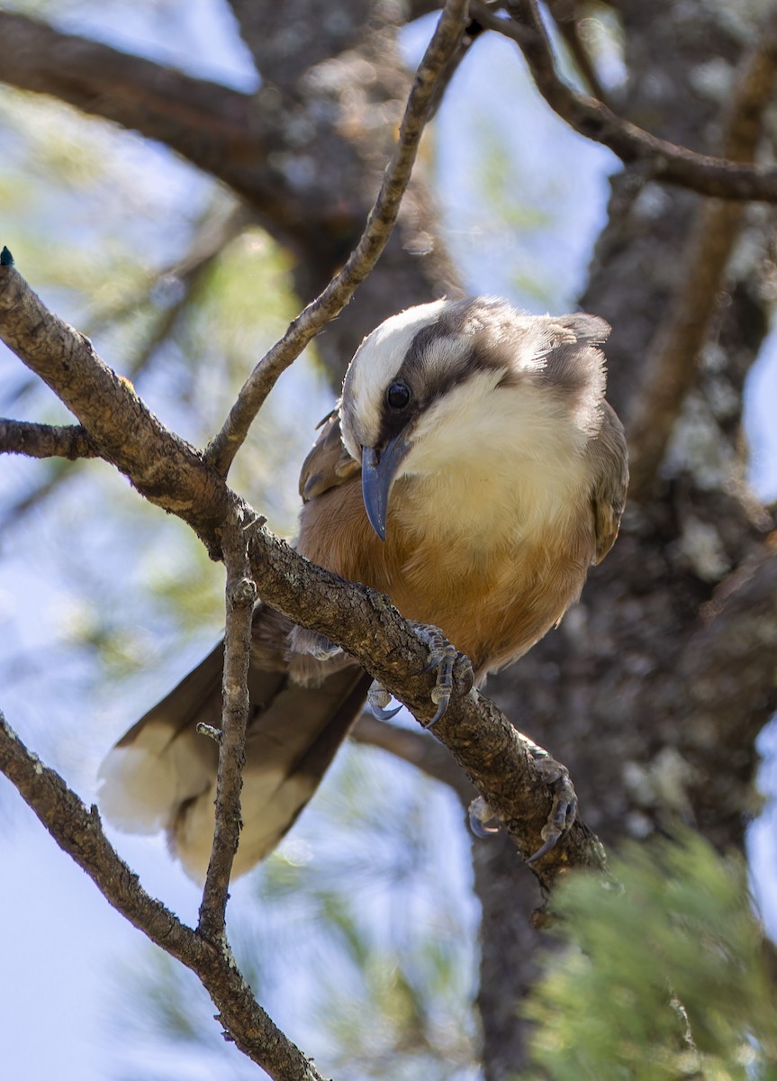 Gray-crowned Babbler - ML638309150