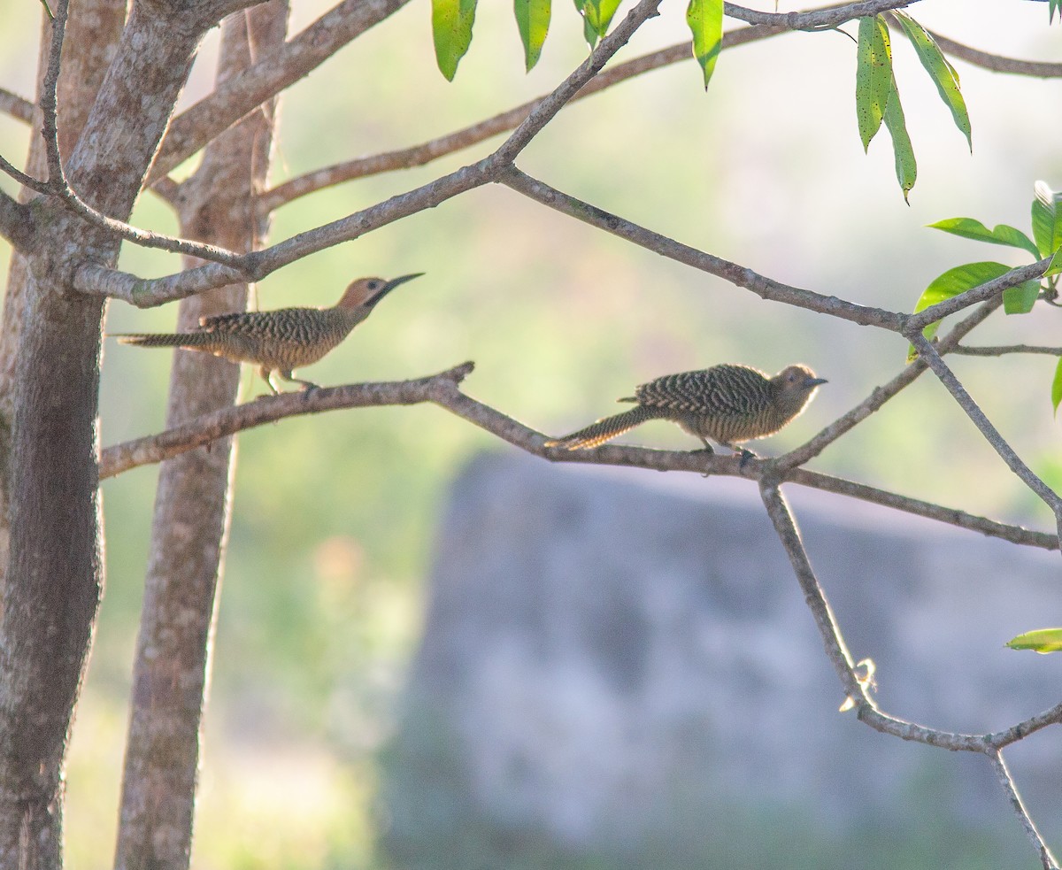 Fernandina's Flicker - ML638309151