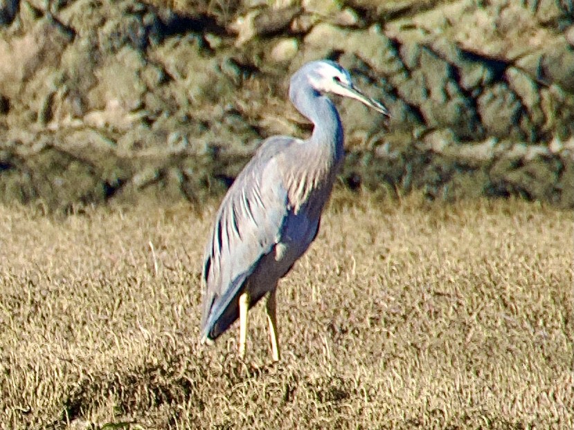White-faced Heron - ML638309152