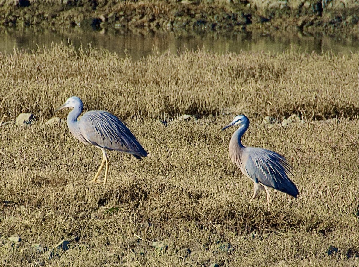 White-faced Heron - ML638309153