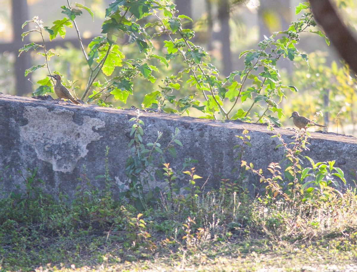 Fernandina's Flicker - ML638309154