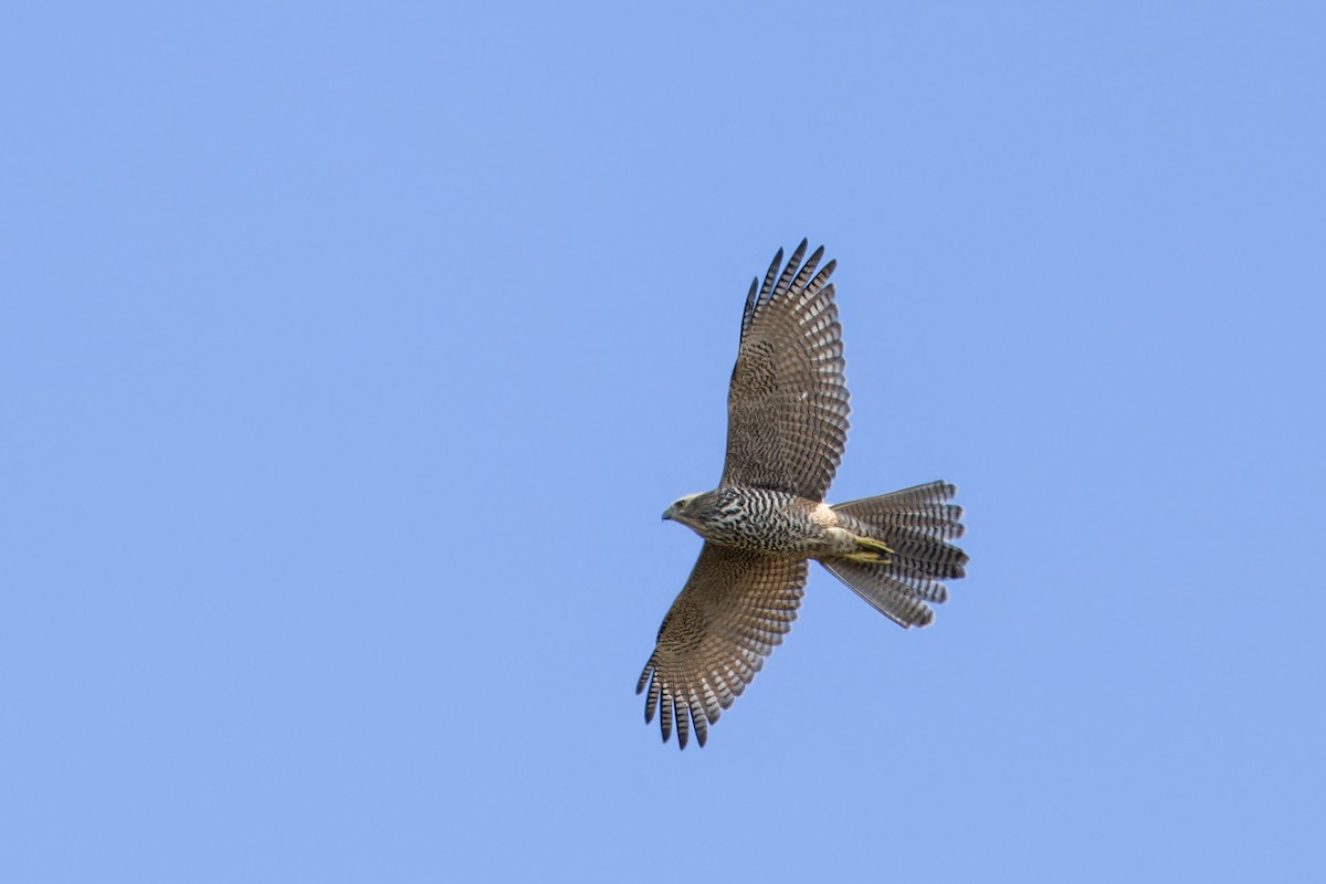 Brown Goshawk - ML638309166