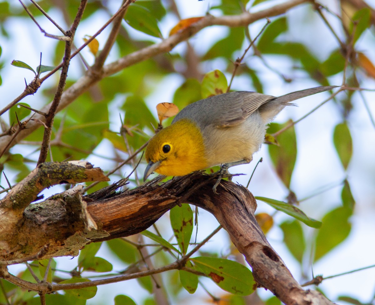 Yellow-headed Warbler - ML638309167