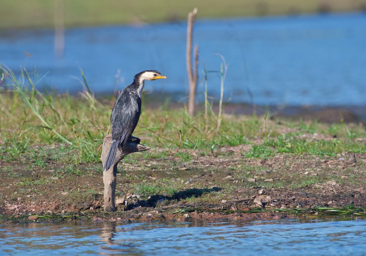 Little Pied Cormorant - ML638309168
