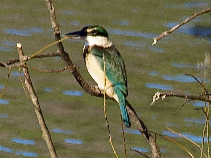 Sacred Kingfisher (New Zealand) - ML638309169