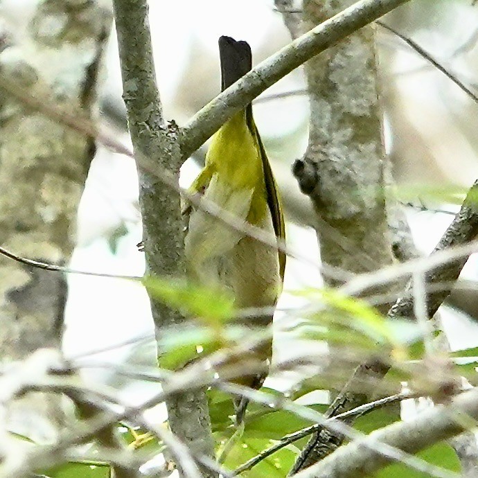 Gray Whistler - ML638309170