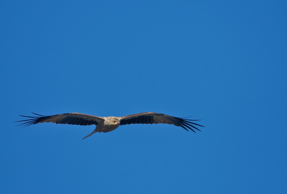 Whistling Kite - ML638309171