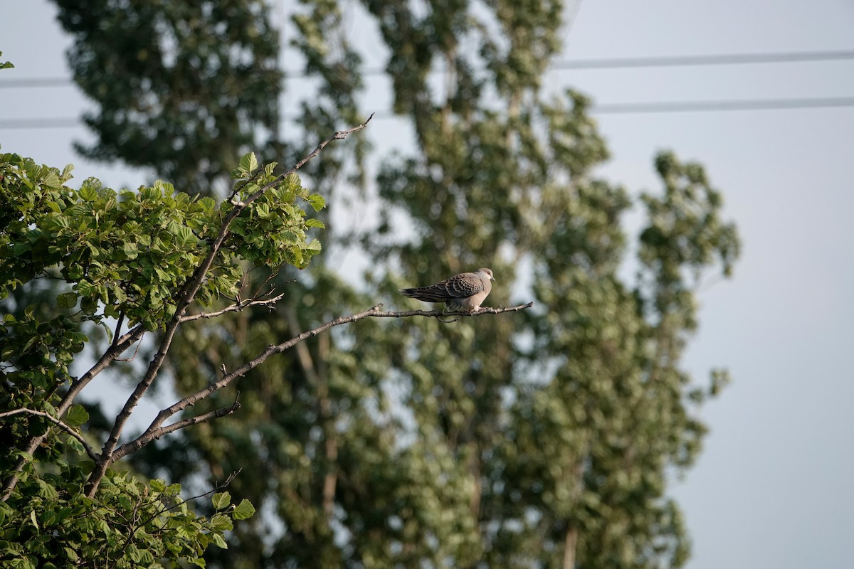 Oriental Turtle-Dove - ML638309173