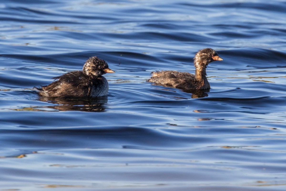 Little Grebe - ML638309174