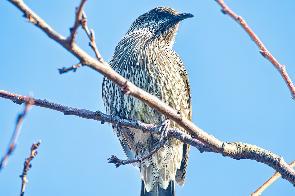 Little Wattlebird - ML638309176