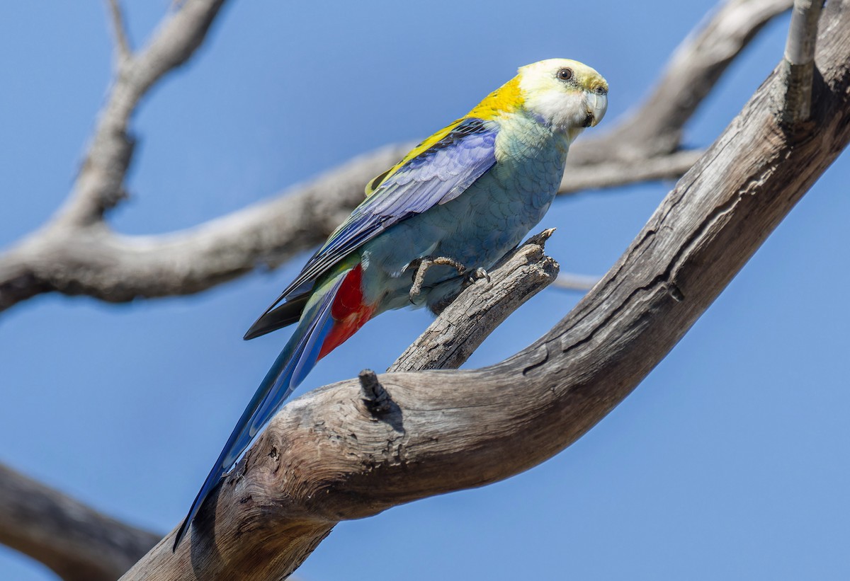 Pale-headed Rosella - ML638309178