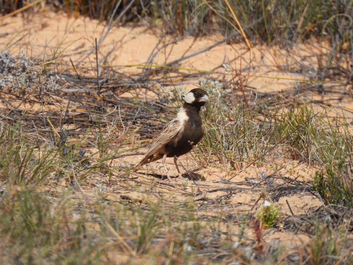 Gray-backed Sparrow-Lark - ML638309182