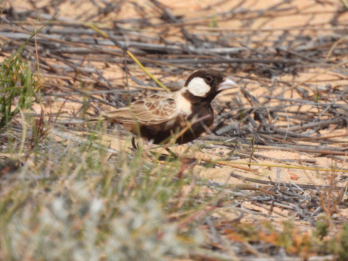 Gray-backed Sparrow-Lark - ML638309183