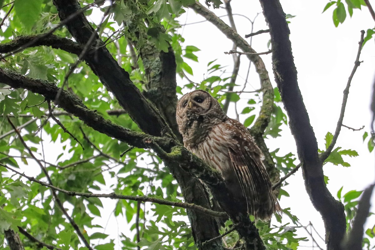 Barred Owl - ML638309184