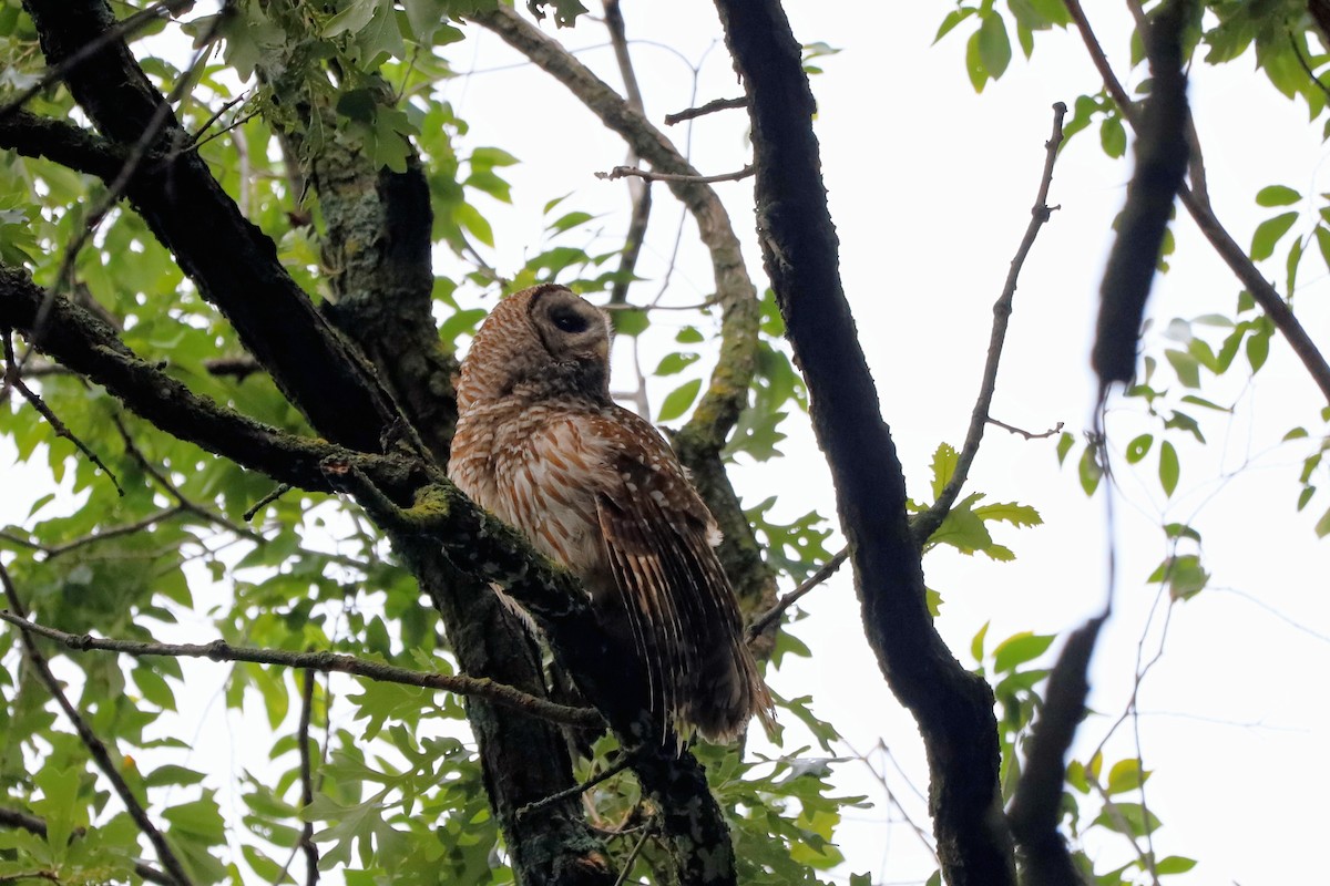 Barred Owl - ML638309185